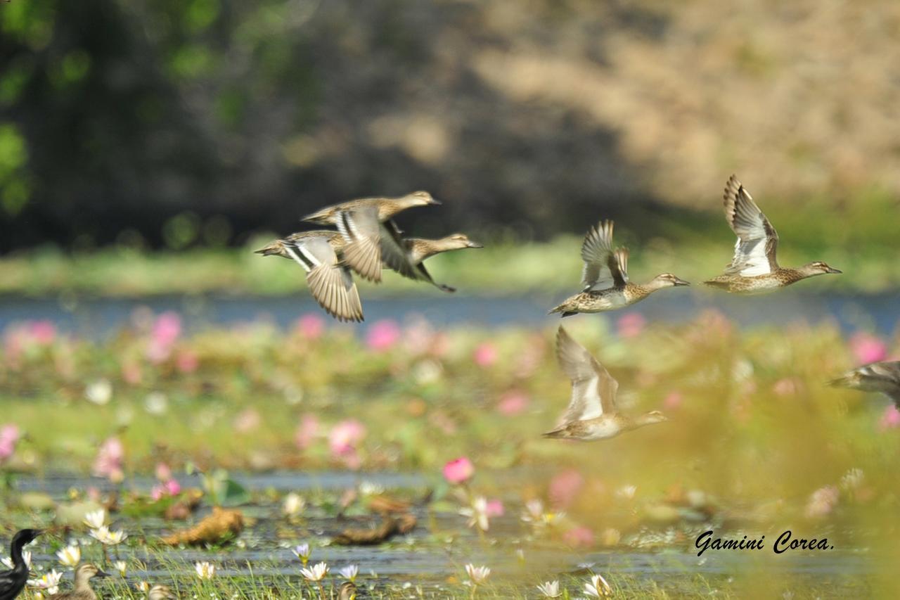 פוטאלם Captain'S Bird Safari Lodge מראה חיצוני תמונה