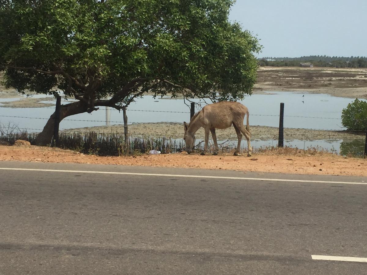 פוטאלם Captain'S Bird Safari Lodge מראה חיצוני תמונה